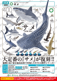 NTC 400 Sharks (Pre-Order)