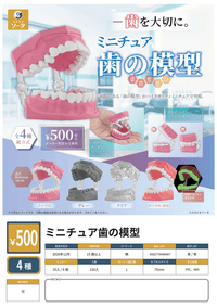 Miniature Tooth Models (Pre-Order)