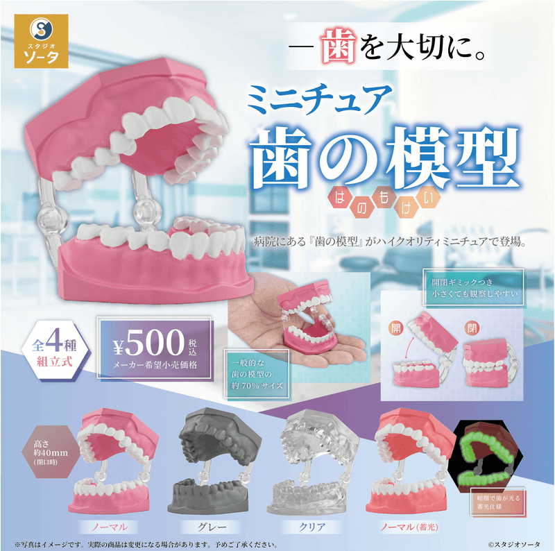 Miniature Tooth Models (Pre-Order)