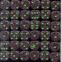 SPECKLED 36D6 EARTH 12MM (Special Order)