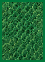 LEGION GLOSS SLEEVE DRAGON HIDE GREEN (Special Order)