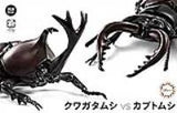 Fujimi Biology Edition Beetle vs Stag Beetle Showdown Set (Special Order)