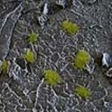 Gamers Grass Dry Green Tiny Tuft (Special Order)